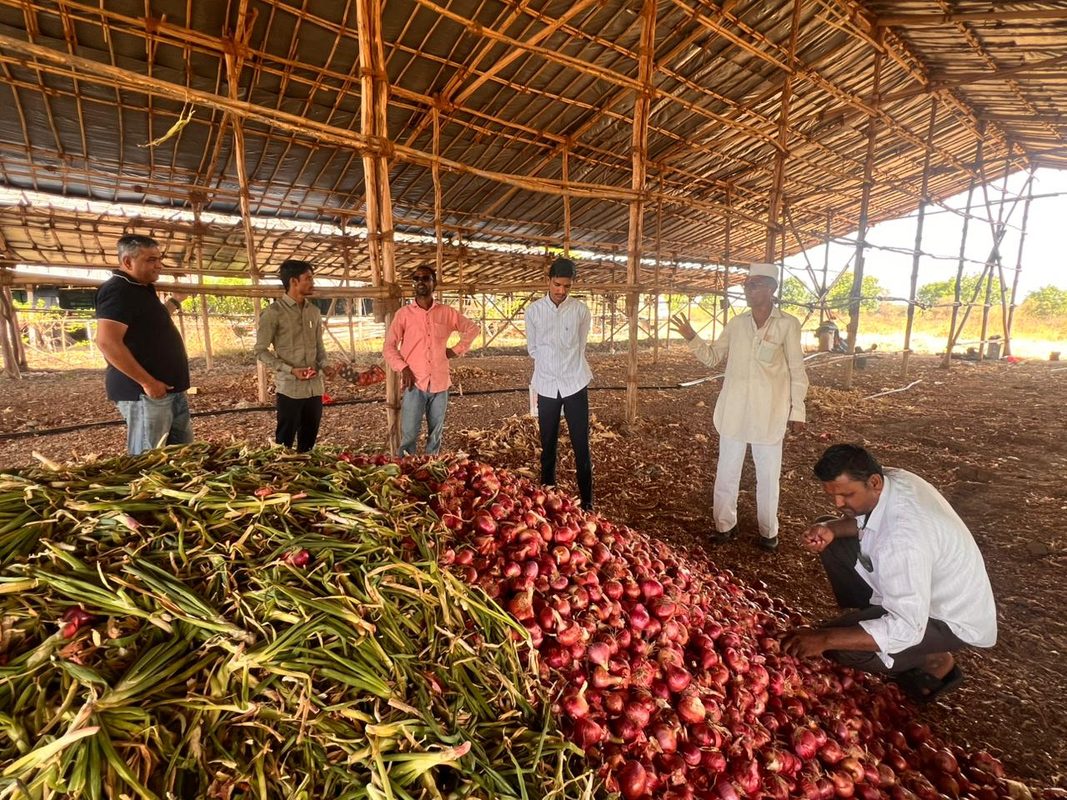 Fresh red onion harvest at farm
