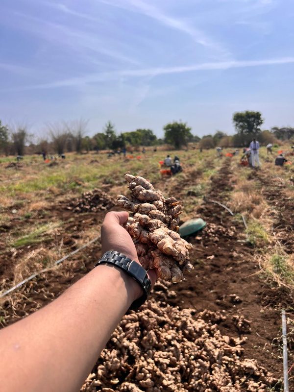 Farmers sorting onions at collection center