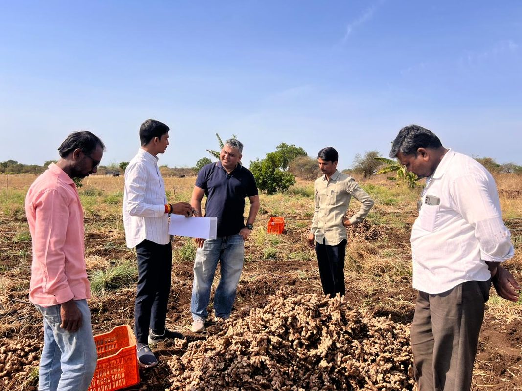 Workers harvesting ginger in Indian farmland